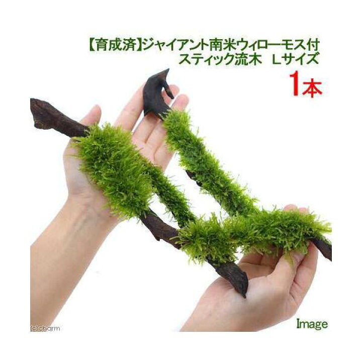 楽天市場 水草 育成済 ジャイアント南米ウィローモス スティック流木 ｌサイズ 約２５ｃｍ 水中葉 無農薬 １本 Charm 楽天市場店