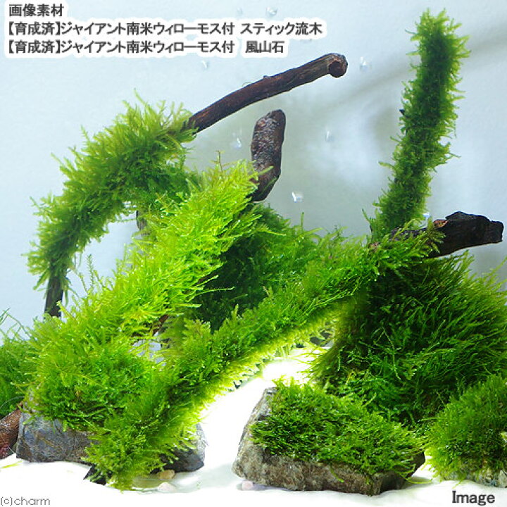 楽天市場 水草 育成済 ジャイアント南米ウィローモス スティック流木 ｌサイズ 約２５ｃｍ 水中葉 無農薬 １本 Charm 楽天市場店