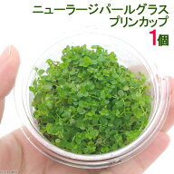 （水草）ニューラージパールグラス（水上葉）プリンカップ（無農薬）（1個）
