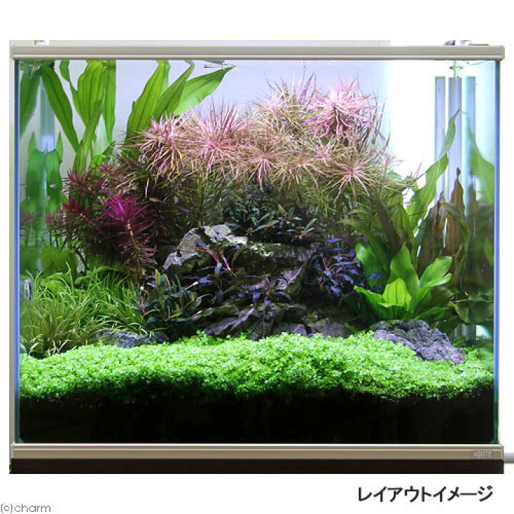 楽天市場 水草 ニューラージパールグラス 水上葉 プリンカップ 無農薬 1個 北海道航空便要保温 Charm 楽天市場店 楽天市場 水草 ニューラージパールグラス 水上葉 プリンカップ 無農薬 1個 北海道航空便要保温 Charm 楽天市場店