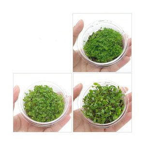 ij߂OivJbvitji_j3Zbg@kCEBq֗vۉ