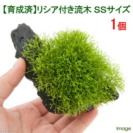 （水草）育成済　リシア付き流木　SSサイズ（約10cm）（水中葉）（無農薬）（1本）