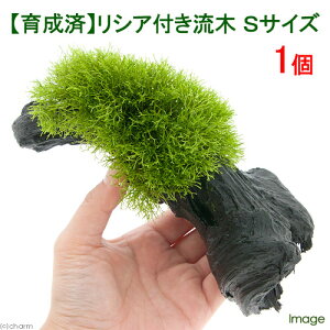 ij琬ρ@VA@؁@STCYi15cmjitji_ji1{j@kCEBq֗vۉ