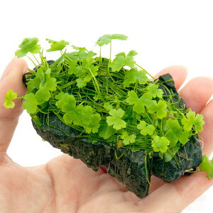 ijā@I[XgA@m`htR΁@SSTCYi8cmȉjitji_ji1j