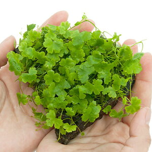 ijā@I[XgA@m`htR΁@STCYi10cmjitji_ji1j