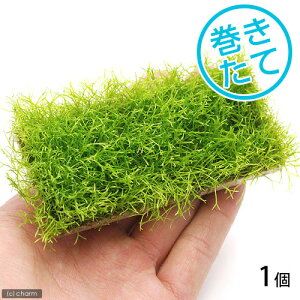 ijā@VAv[gitji_ji1j@kCEBq֗vۉ