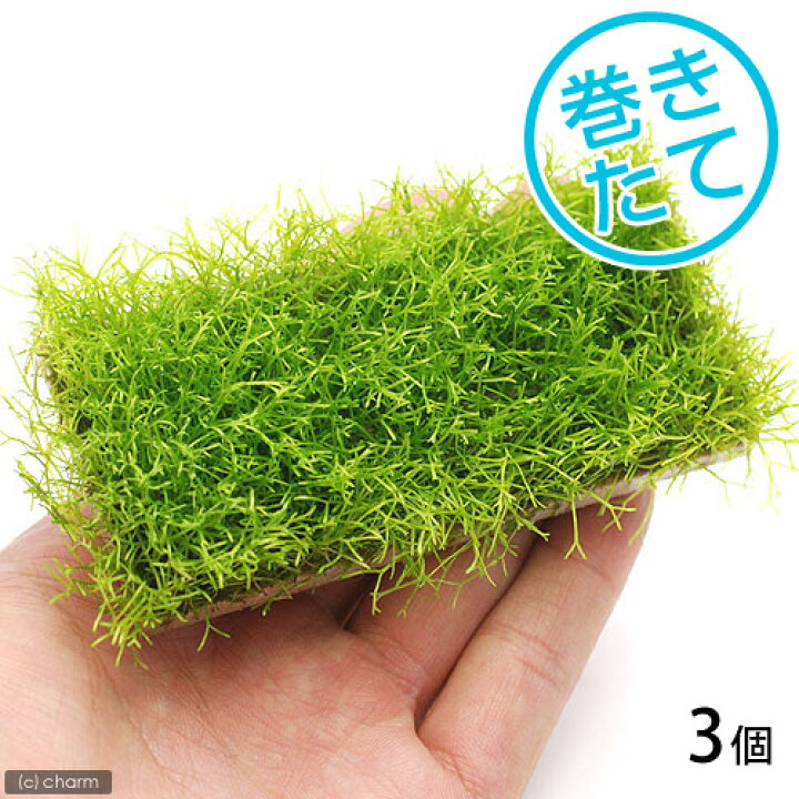 楽天市場 水草 巻きたて リシアプレート 水中葉 無農薬 ３個 Charm 楽天市場店