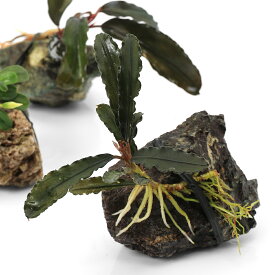 （水草）巻きたて　おまかせブセファランドラ　風山石SSサイズ（水上葉）（1個）