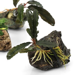 ijā@܂uZt@h@RSSTCYitji3j@kCEBq֗vۉ