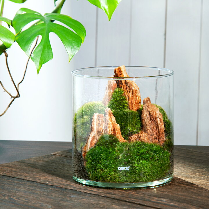 楽天市場 観葉植物 ｇｅｘ グラスアクアリウム ポット 木紋岩 レイアウト完成品 １個 Charm 楽天市場店