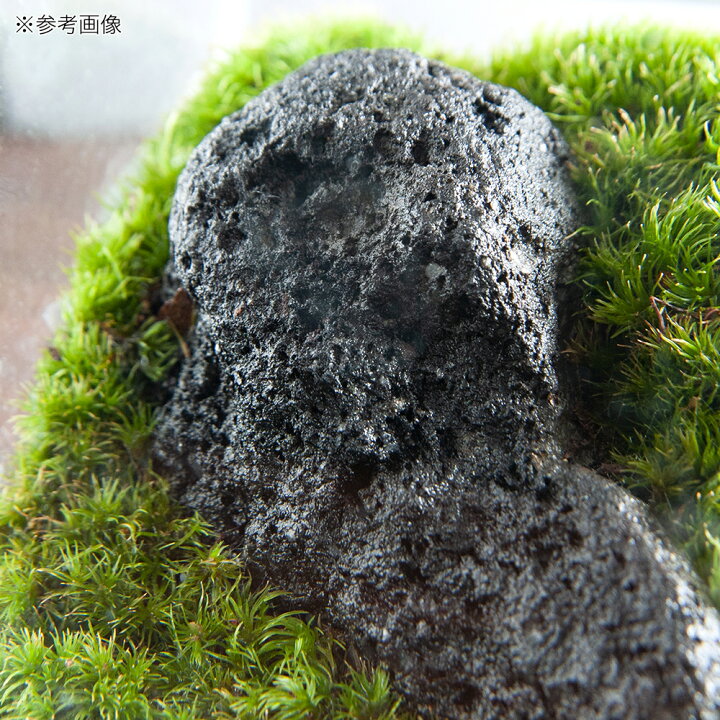 (観葉植物)GEX グラステリア フィット 100CUBE 浅間溶岩石 レイアウト完成品(1個) charm GEX グラステリア フィット 100CUBE 水槽