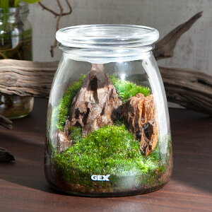 (観葉植物)GEX ボトリウムボトル ミルク 気孔石 レイアウト完成品(1個)