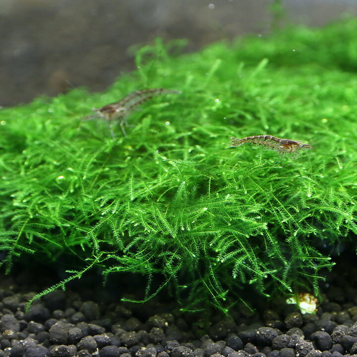 楽天市場 水草 巻きたて モス付き流木 ウィローモスｓｐ ｓｓサイズ 約１０ｃｍ 水中葉 無農薬 １本 北海道航空便要保温 Charm 楽天市場店