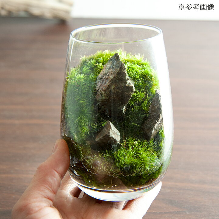 楽天市場 観葉植物 苔テラリウム 風山石 グラス レイアウト完成品 １個 北海道冬季発送不可 Charm 楽天市場店
