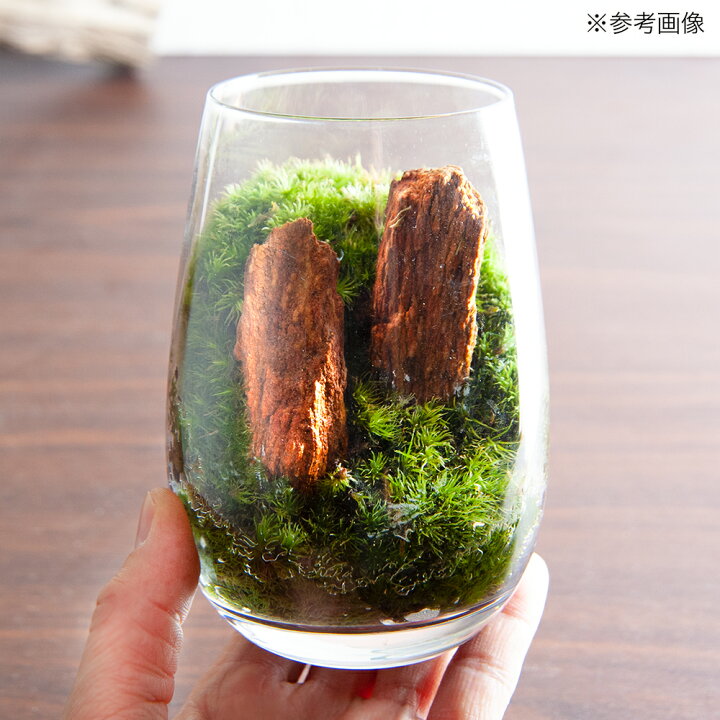 楽天市場】（観葉植物）苔テラリウム 木紋岩 グラス レイアウト完成品 