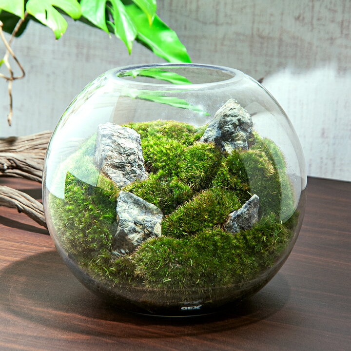 楽天市場 観葉植物 ｇｅｘ グラスアクアリウム スフィア 風山石 レイアウト完成品 １個 北海道冬季発送不可 Charm 楽天市場店