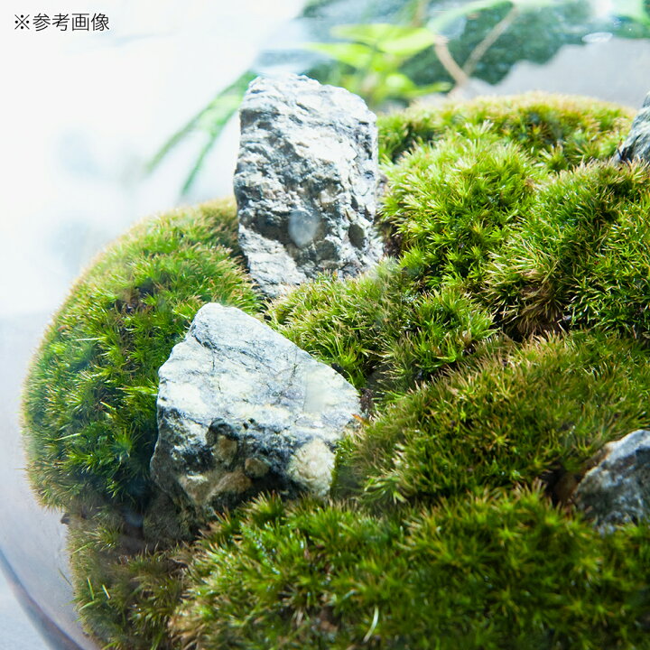 楽天市場】（観葉植物）GEX グラスアクアリウム スフィア 風山石 