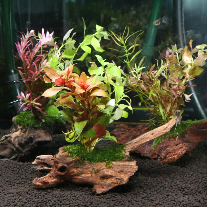 楽天市場 水草 流木 ザ ボンサイ ｖｅｒ おまかせモス 有茎草 半水中葉 ｍｉｘ 無農薬 １個 約１５ｃｍ Charm 楽天市場店
