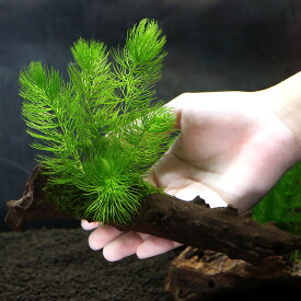 （水草）流木　ザ　ボンサイ　ver．おまかせモス＆マツモ（約15cm）（無農薬）　（1個）メダカ　金魚　水質浄化　産卵床