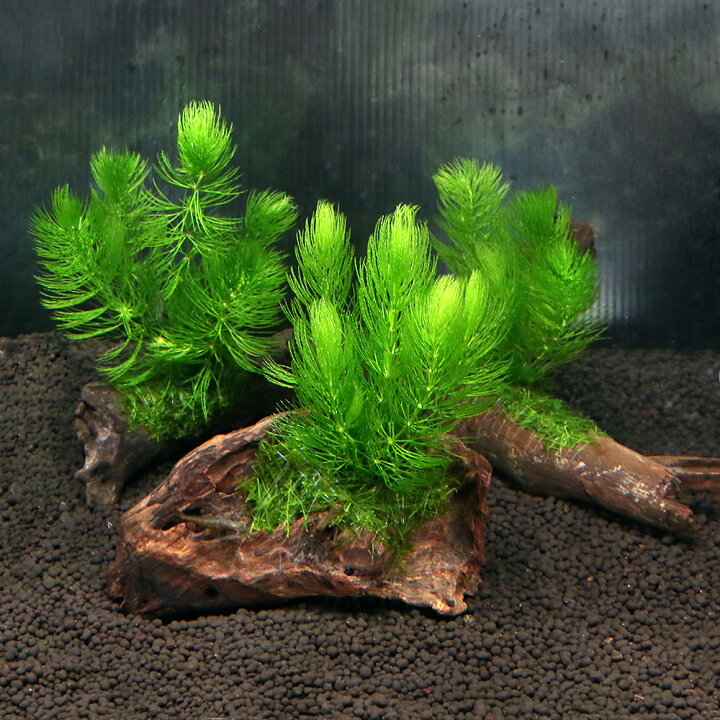 楽天市場 水草 流木 ザ ボンサイ ｖｅｒ おまかせモス マツモ 約１５ｃｍ 無農薬 １個 北海道航空便要保温 Charm 楽天市場店