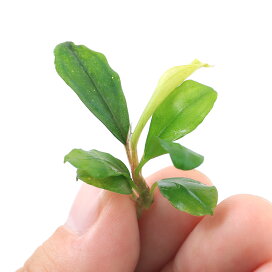 楽天市場 水草 水草 ブセファランドラ Charm 楽天市場店 楽天市場 水草 水草 ブセファランドラ Charm 楽天市場店
