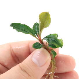 楽天市場 水草 水草 ブセファランドラ Charm 楽天市場店 楽天市場 水草 水草 ブセファランドラ Charm 楽天市場店