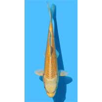 楽天市場】錦鯉 稚魚の通販