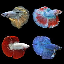 楽天市場】ベタ オス（熱帯魚・アクアリウム｜ペット・ペットグッズ 