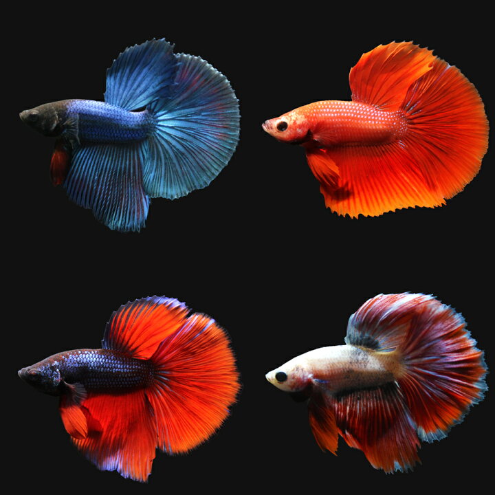 楽天市場 熱帯魚 ベタ スーパーデルタテール 色指定なし オス １匹 北海道航空便要保温 Charm 楽天市場店