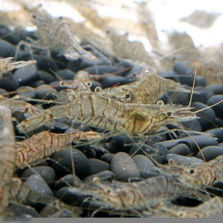 楽天市場】（エビ）死着保証なし 生餌 エサ用スジエビ（50g） 活餌 