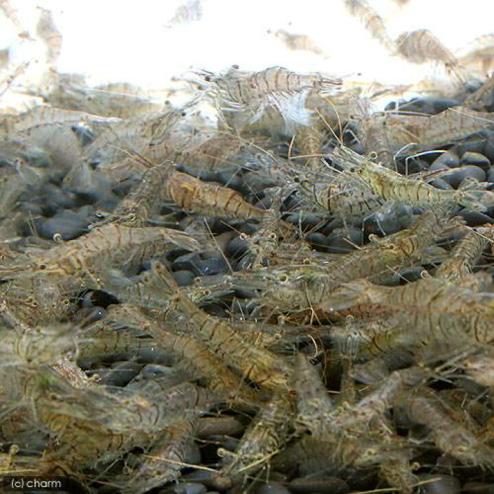 楽天市場】（エビ）死着保証なし 生餌 エサ用スジエビ（50g） 活餌 