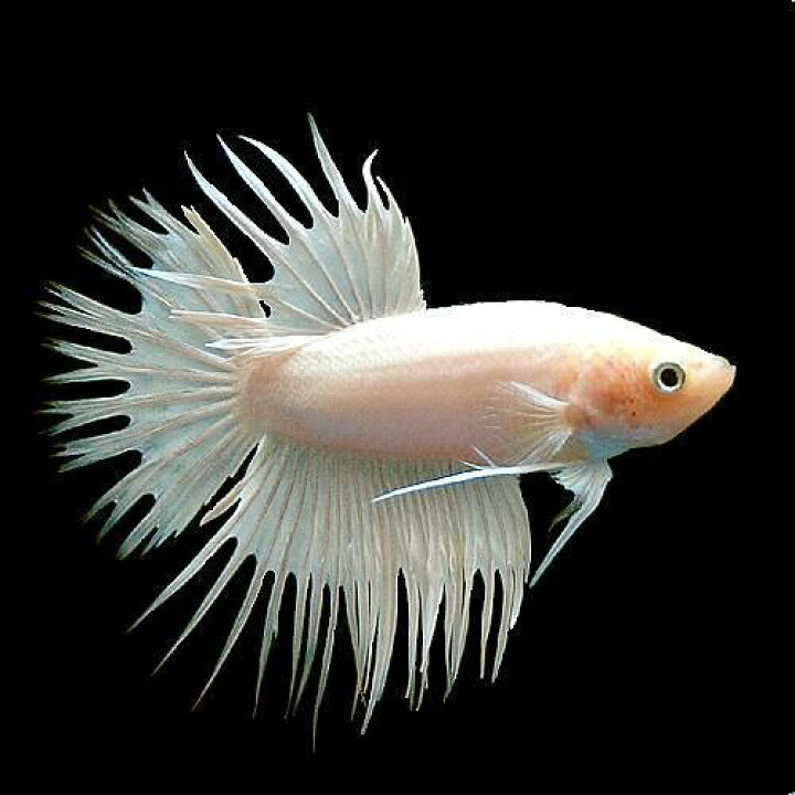 楽天市場 熱帯魚 ベタ クラウンテール スーパーホワイト オス １匹 北海道航空便要保温 沖縄別途送料 Charm 楽天市場店