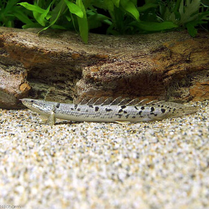 楽天市場】（熱帯魚）ポリプテルス・デルヘジィ（約10〜15cm 