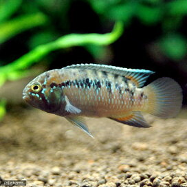 楽天市場】 熱帯魚・エビ他 > 熱帯魚・エビ他 > シクリッド > アピスト 