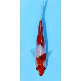 （錦鯉）紅白／コウハク　ニシキゴイ　8～13cm（1匹）