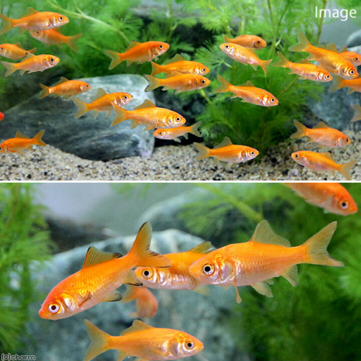 楽天市場 金魚 生餌 小赤 エサ用金魚 大和郡山産 １０匹 エサ金 餌金 Charm 楽天市場店