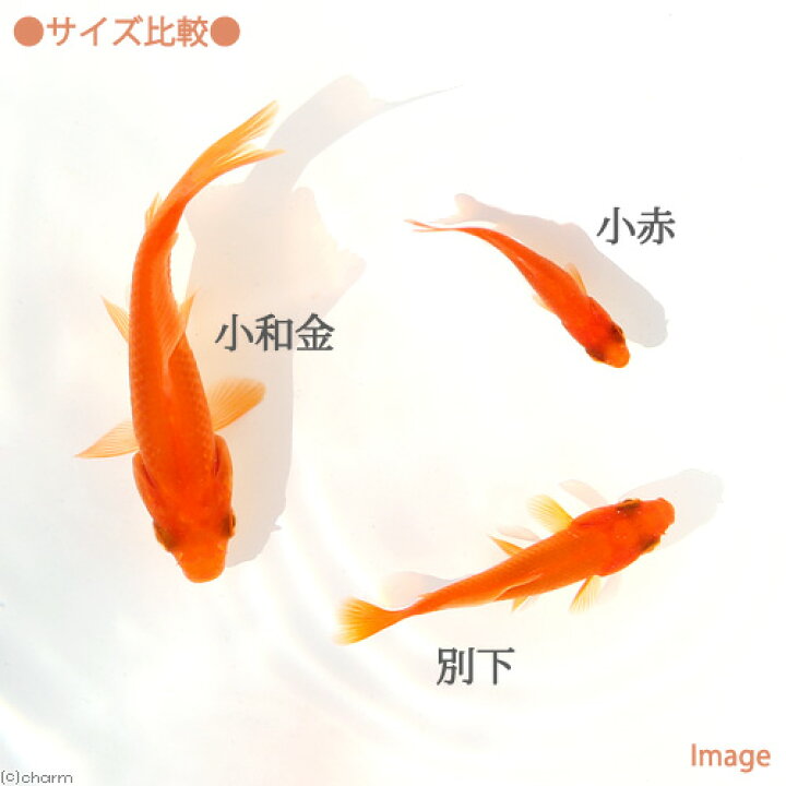 楽天市場 金魚 生餌 小赤 エサ用金魚 大和郡山産 １０匹 エサ金 餌金 Charm 楽天市場店