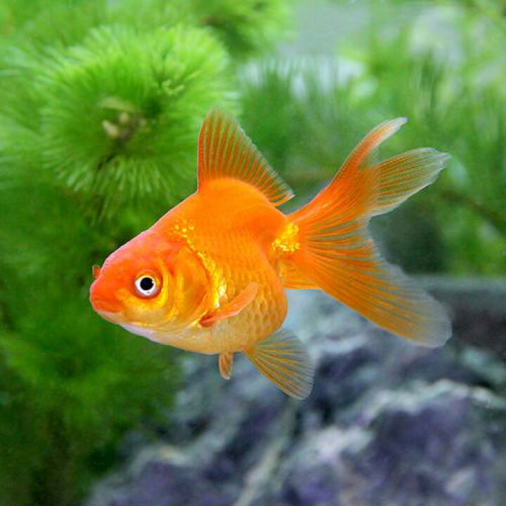 楽天市場】（国産金魚）琉金（10匹） : charm 楽天市場店 