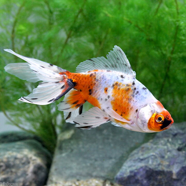 楽天市場 国産金魚 オーロラ 志村養魚場産 １匹 Charm 楽天市場店