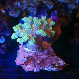 楽天市場 ソフトコーラルの通販