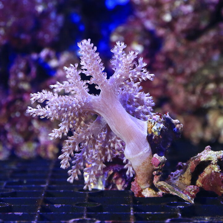 楽天市場】（サンゴ）沖縄産 カワラフサトサカ Sサイズ（1個） y 