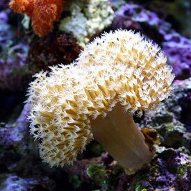 （サンゴ）沖縄産　ウミキノコ　ロングポリプ　Sサイズ（1個）