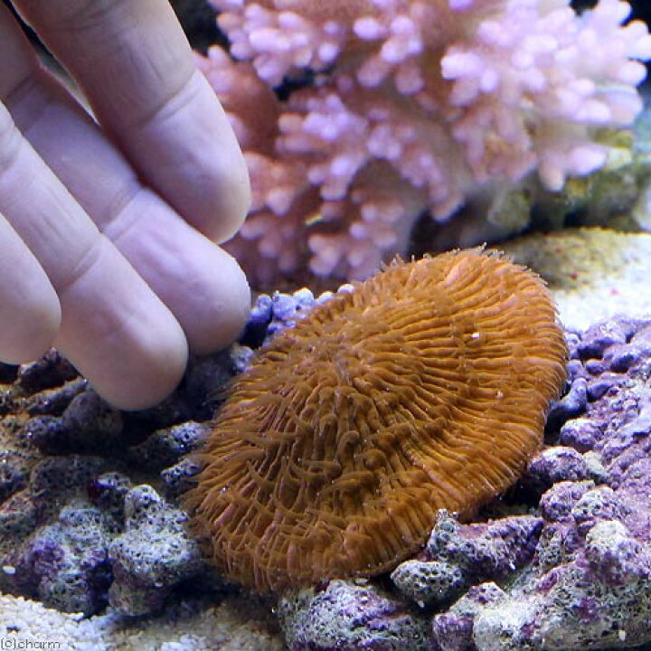 楽天市場】（サンゴ）クサビライシ オレンジ（1個） 海水魚 : charm 