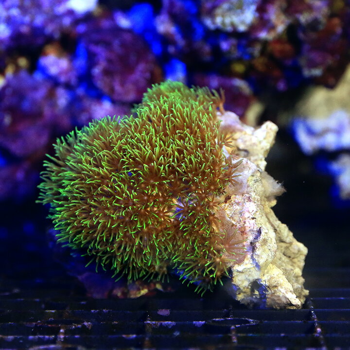 （サンゴ）沖縄産 スターポリプ グリーン Ｓサイズ（１個） charm 