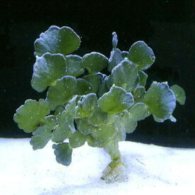（海水魚）海藻　ヒロハサボテングサ（1株）