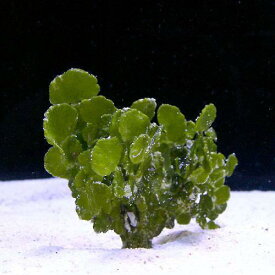 （海水魚）海藻　コサボテングサ（1株）