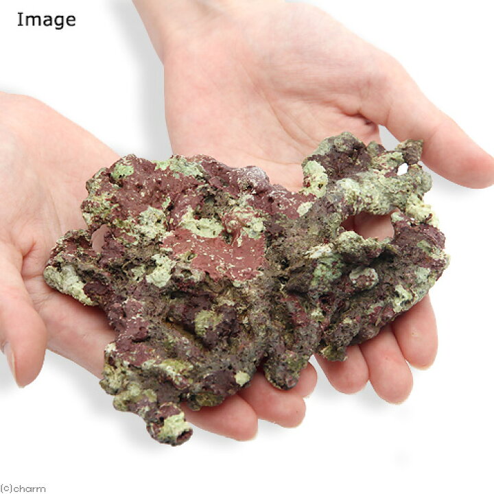 楽天市場 海水魚 ライブロック プレート状 ｓサイズ １個 形状お任せ 北海道 九州航空便要保温 Charm 楽天市場店