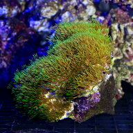 （サンゴ）沖縄産　スターポリプ　グリーン　Mサイズ（1個）　y−82