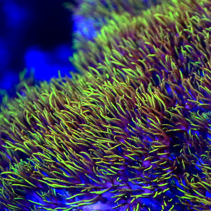 楽天市場 サンゴ 沖縄産 スターポリプ グリーン ｍサイズ １個 Charm 楽天市場店