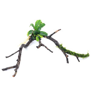 ijuZt@hspDO[EF[r[EB[XspDi[t@}󗬖؁@STCYi10cm`ji1{j@kCEBq֗vۉ